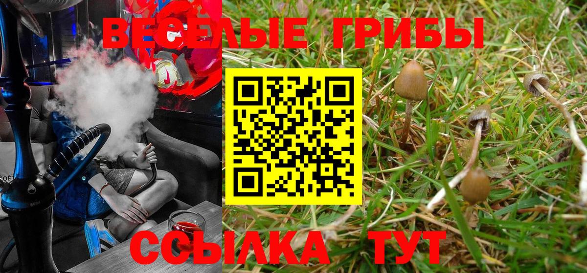Галлюциногенные грибы Psilocybe  Вход с VPN  что такое   Сальск 